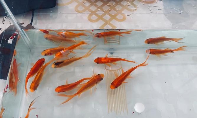 小金鱼掉色的原因及预防方法（揭秘小金鱼掉色的原因，帮你轻松预防）