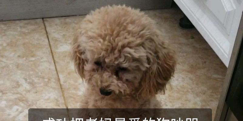 泰迪为什么哭了？（揭示泰迪哭泣背后的原因及应对方法）
