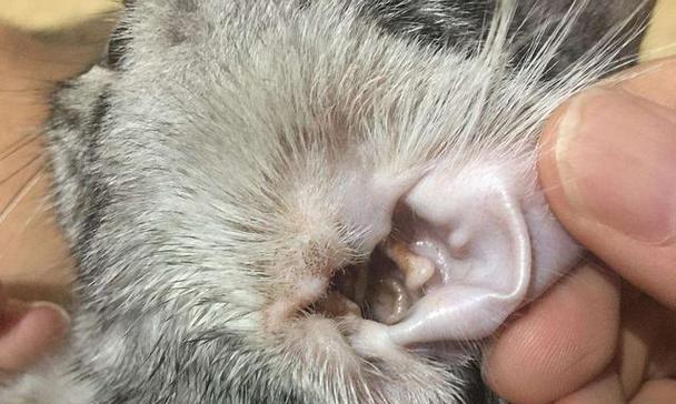 揭开猫马色拉真菌的神秘面纱（探寻猫马色拉真菌的形态特征和生存环境）