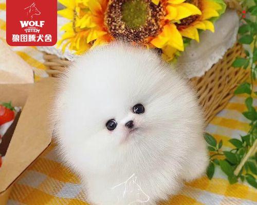 以长不大狗为主题的神秘生物（揭开长不大狗的秘密，童话故事还是真实存在？）