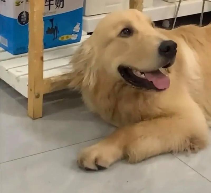 为狗狗提供适合吐完后的食物选择（关注营养与健康，为你的狗狗选择正确的食物）