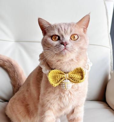 新买的猫咪需要打哪些针？（了解猫咪疫苗接种的重要性及具体项目）