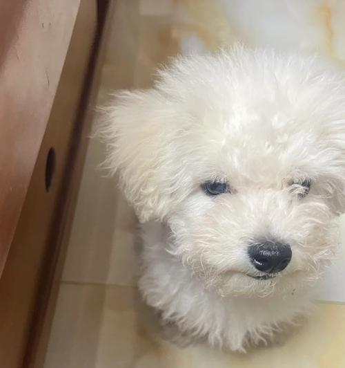 秋田幼犬胎毛的奇妙变化（探寻秋田幼犬胎毛的多彩世界）
