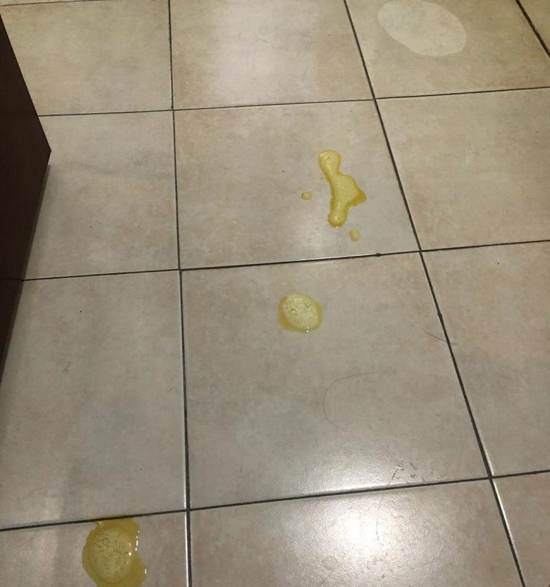 小狗进食呕吐情况分析及药物治疗方法（探索小狗呕吐问题的原因与解决方案）
