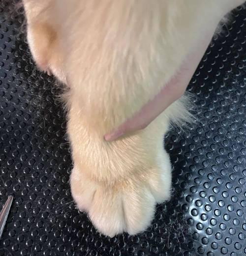 揭秘狗狗舔脚的真正含义（探寻狗狗舔脚背后的心理和行为原因）