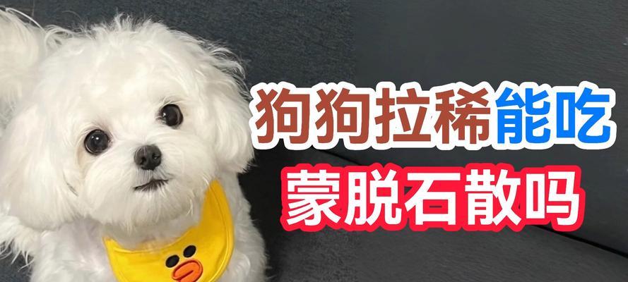 狗狗拉稀怎么办？快速治疗方法大揭秘！（药物治疗是最有效的解决办法）