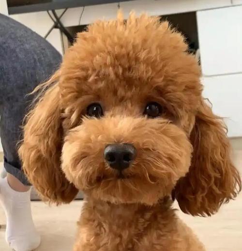 小狗不能吃的水果有哪些？（小狗两个月龄阶段应避免摄入以下水果。）