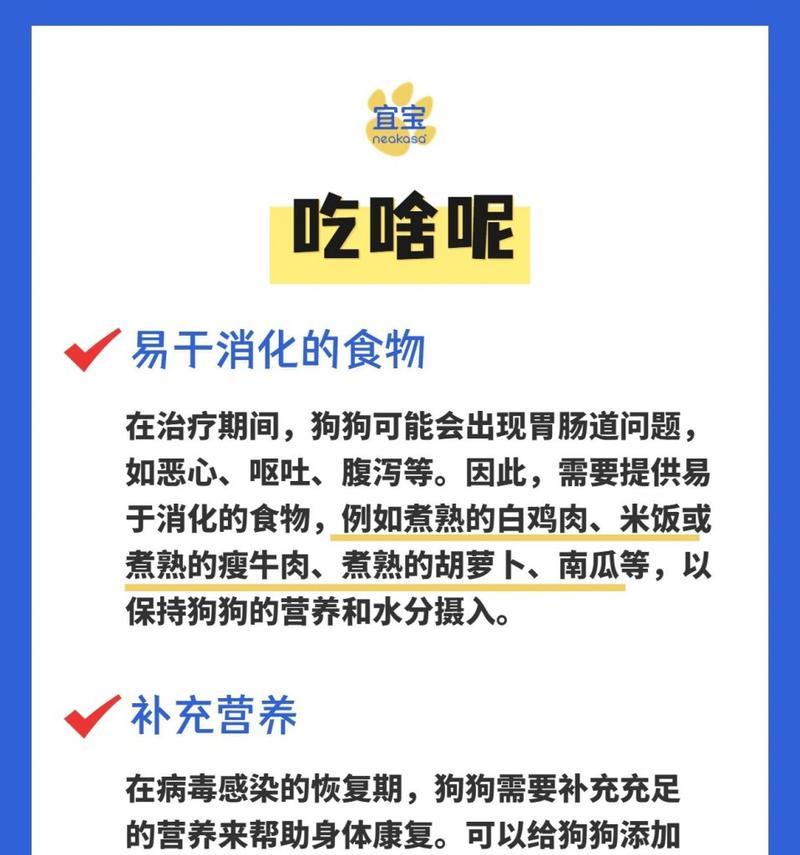 狗吃东西的药管用指南（了解如何正确给狗狗使用药物以保持其健康）