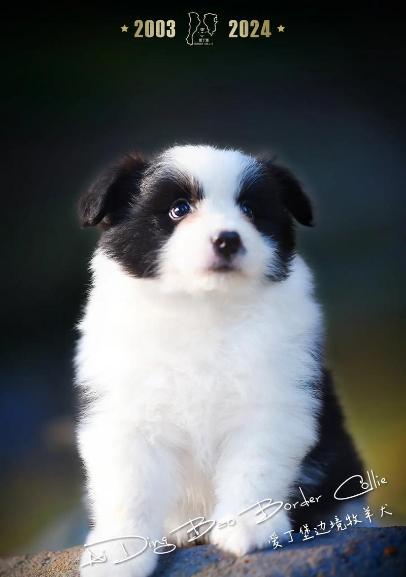 牧羊犬——优秀的工作伴侣（以牧羊犬是什么犬种？历史和特点一览）