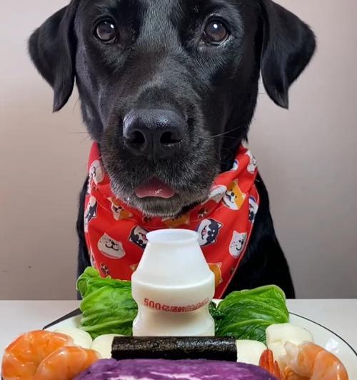 成年拉不拉多的饮食指南（了解你的宠物）