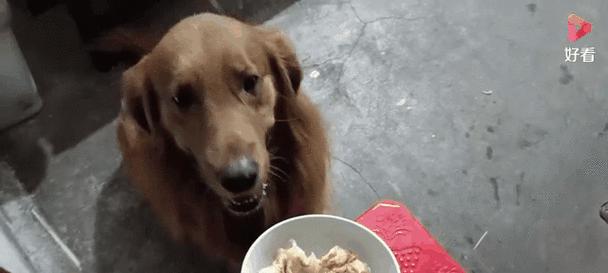 金毛为何不再吃狗粮？（探究金毛拒食狗粮的原因及解决方法）