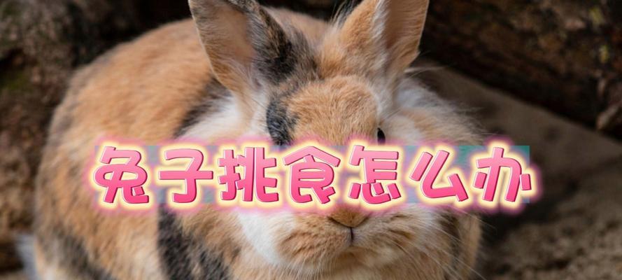 兔子不能吃的食物及注意事项（了解兔子的饮食禁忌，关爱宠物健康）
