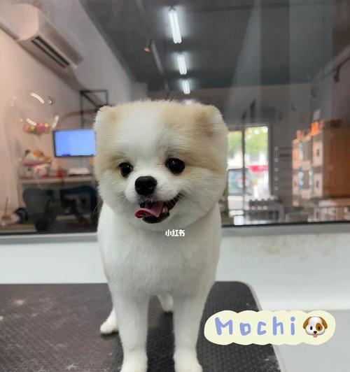 揭秘萌犬俊介的品种之谜（探究萌犬俊介的独特特征与来源）