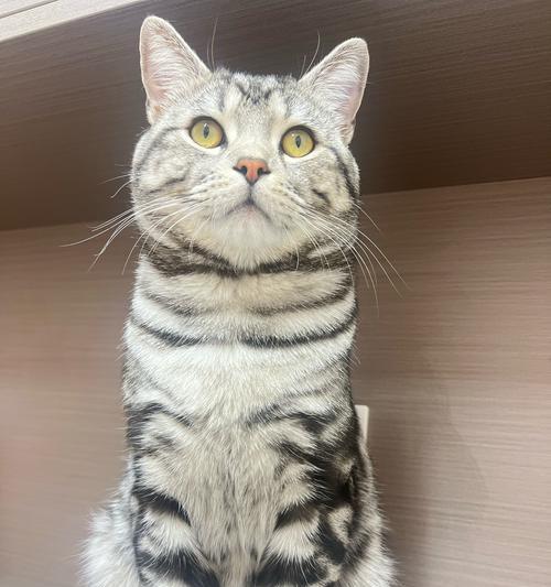 猫剪毛造型（了解猫毛剪裁周期，精心打理你的宠物）