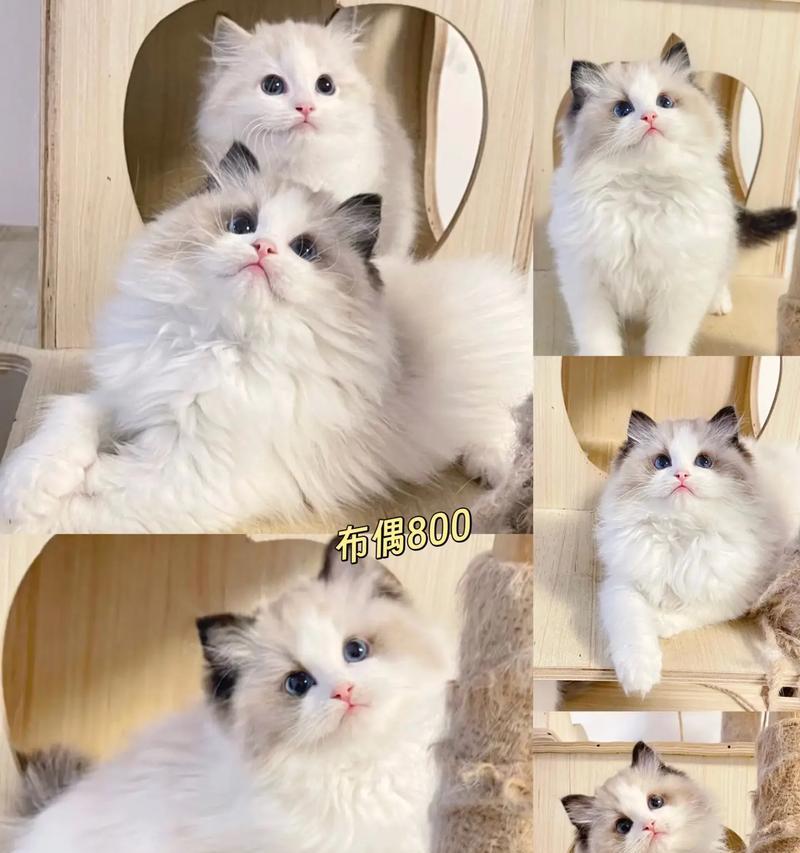 布偶猫的寿命及如何延长寿命（布偶猫的预期寿命、健康饮食、定期体检和适量运动的重要性）