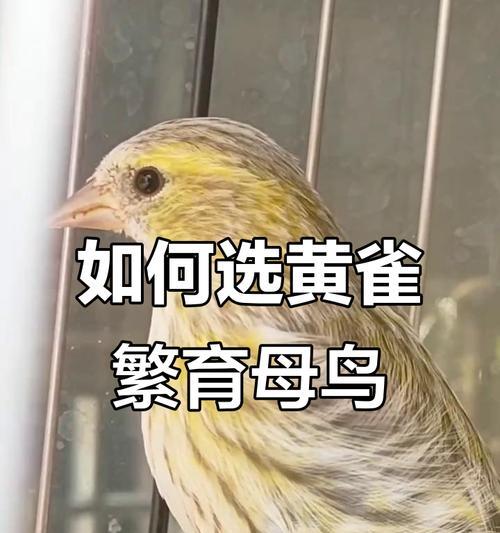 黄雀鸟常见疾病及防治方法（探究黄雀鸟易患病因素及预防措施）