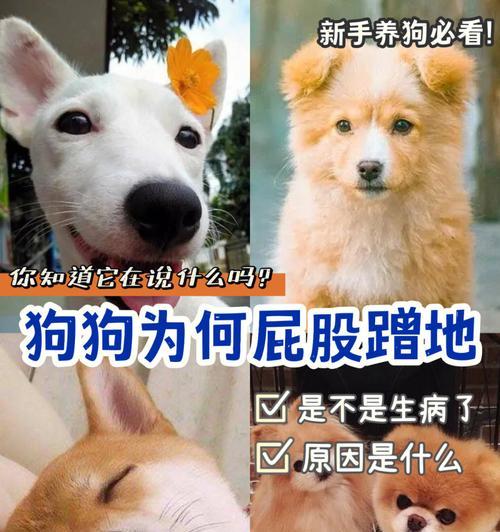 狗外伤后的毛发恢复周期（揭秘狗狗毛发生长的奥秘，告别外伤带来的困扰）