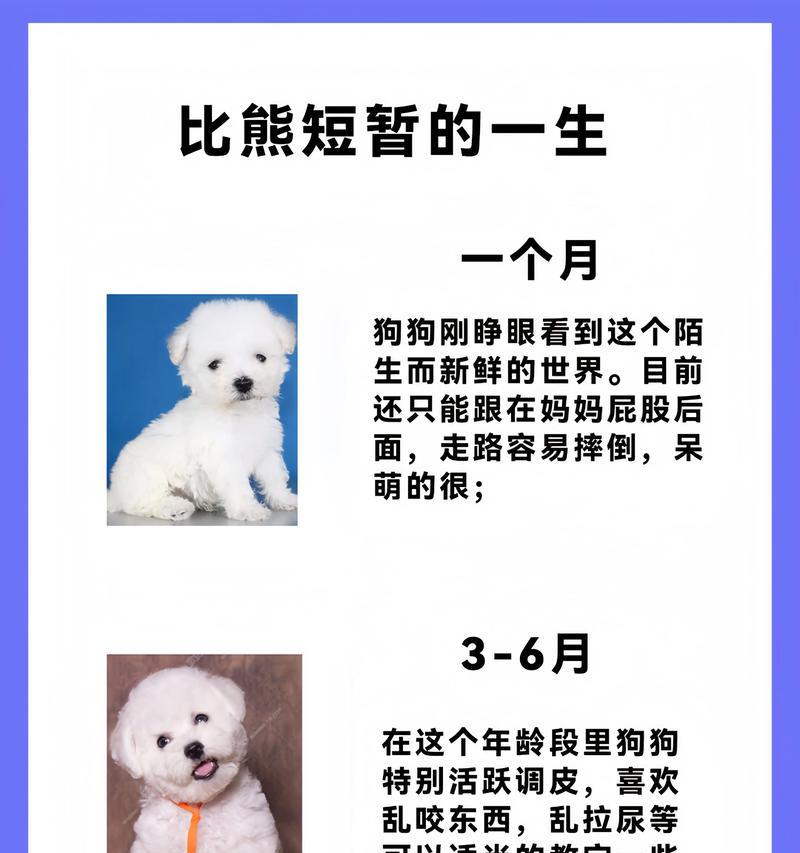 小比熊狗狗的牙齿生长周期（揭秘小比熊狗狗长牙的奥秘）