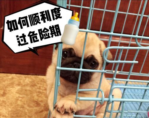 新买狗后的危险期（培养宠物适应力，让新狗狗快速适应家庭生活。）