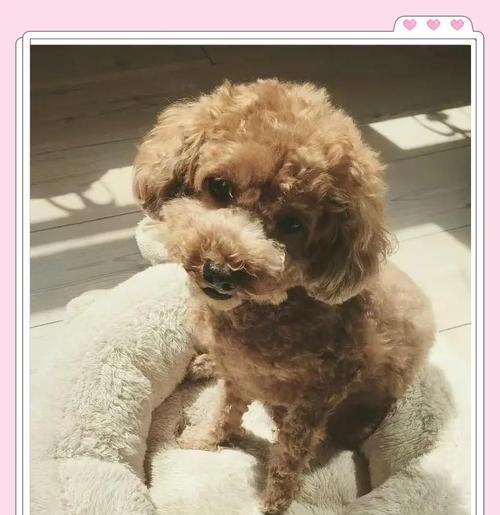 如何准备养泰迪犬的必备用品（全面准备，为你的泰迪宝宝提供舒适的生活环境）