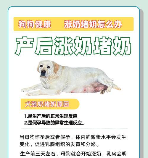 狗狗出生后多久需要喝奶？（狗狗喝奶的关键时期及注意事项）