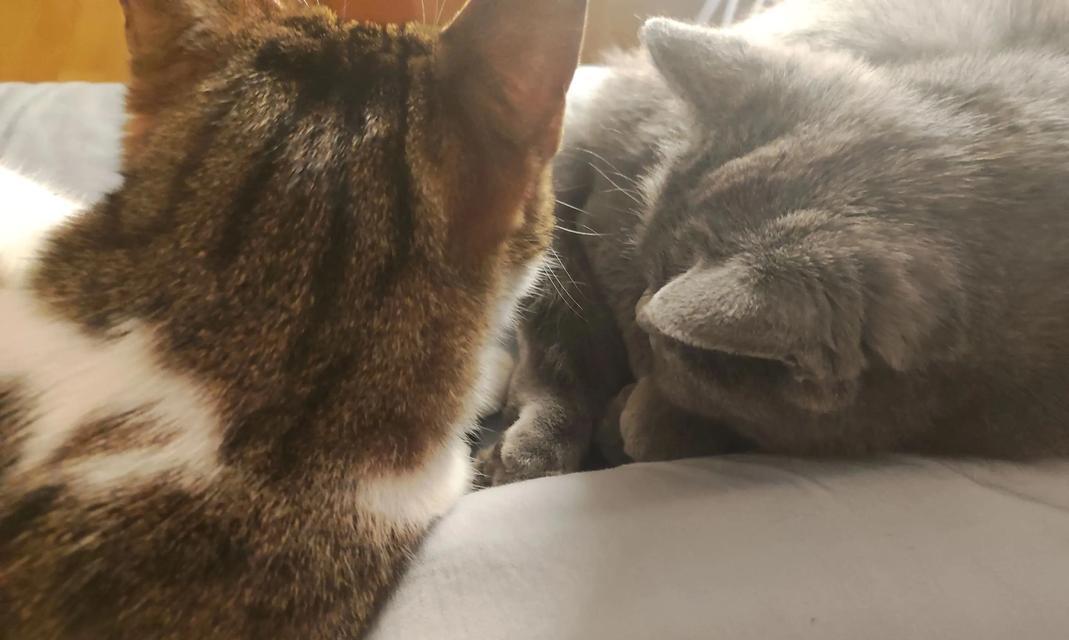 养猫，不仅为了被陪伴（猫咪带来的健康与快乐）