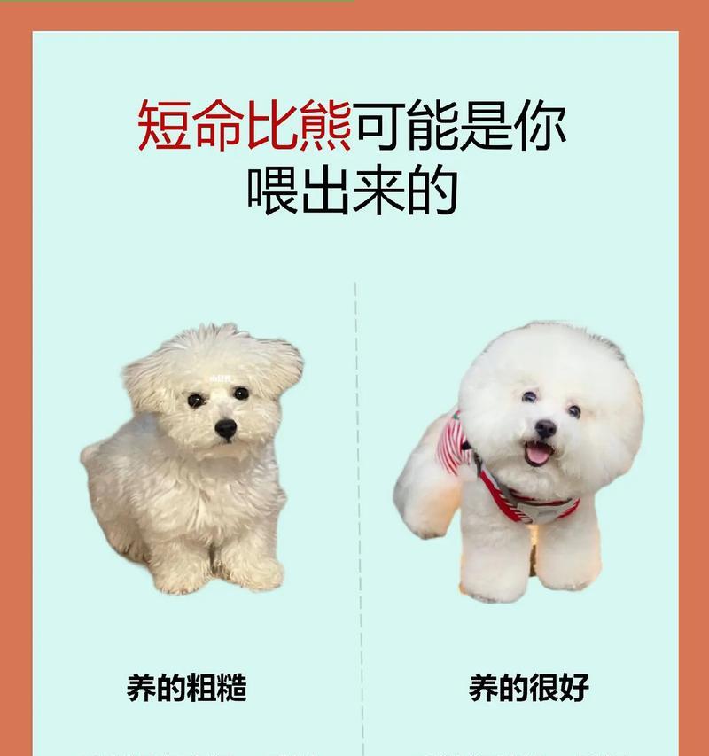 比熊犬的成长之路（探索比熊犬在第一年的成长及体重发展轨迹）
