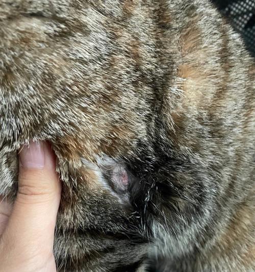 猫咪伤口恢复时间（揭秘猫咪伤口痊愈时间的秘密与策略）