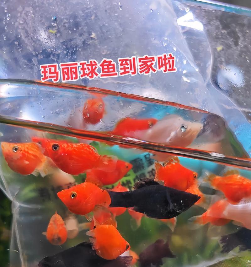 低水温养殖的鱼类选择与技巧（适应低温环境的鱼类有哪些？如何合理养殖？）