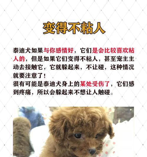 养小泰迪的注意事项（如何正确养护你的小泰迪宝宝）