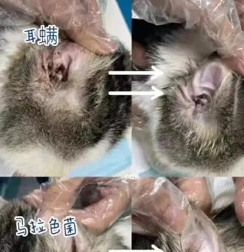 猫咪患耳螨，迅速帮你解决（了解耳螨症状和治疗方法，让猫咪健康无忧）