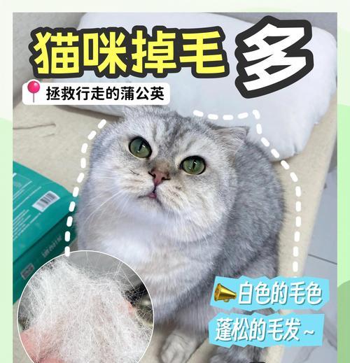 猫能吃的脂肪有哪些？（了解猫咪的脂肪需求及适宜来源）