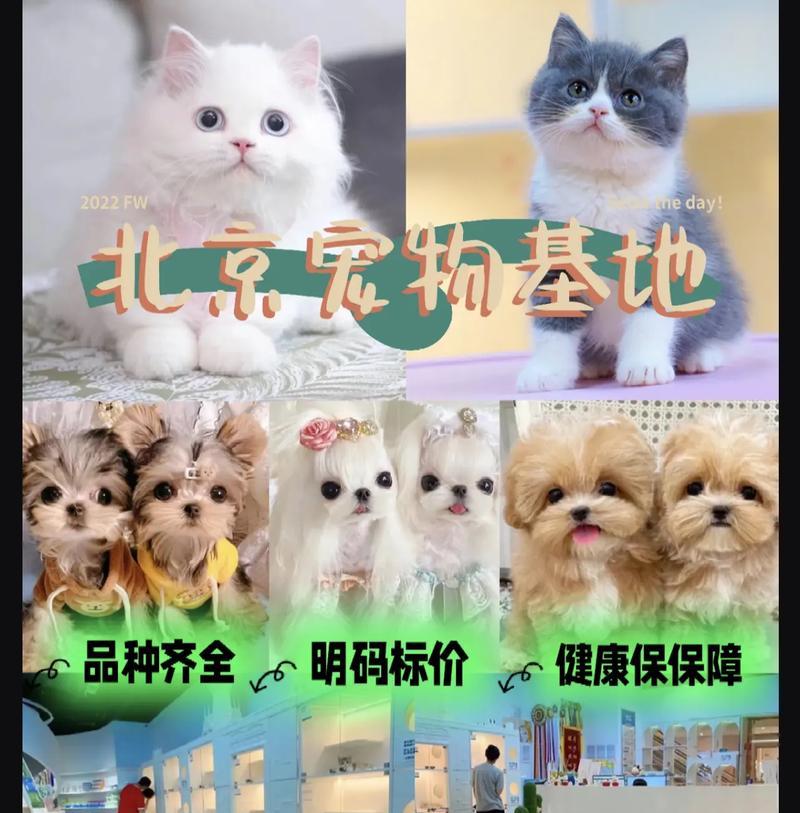 狗狗适合什么年龄卖出？（了解狗狗合适的卖出时机，为它们找到更好的家园）