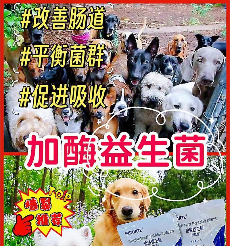 狗狗益生菌的好处（为你的爱犬提供益生菌的重要性以及最佳食用方式）