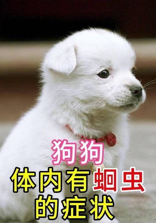 狗狗大便有虫子，它们能存活多久？（了解狗狗寄生虫的生命周期及处理方法）