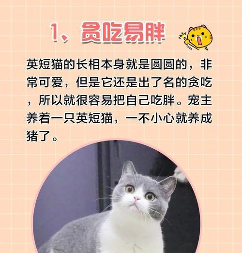 如何选择一只纯种英国短毛猫？（挑选纯种英短的几招，了解价格及选择技巧）