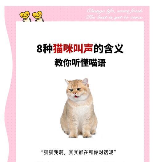 探秘猫咪叫声的含义（了解喵星人的语言，沟通更亲密）