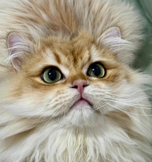 小猫出窝时间揭秘（小猫出窝的关键因素及注意事项）
