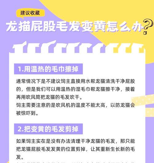 养龙猫的注意事项（宠物龙猫的健康与幸福需要你注意的细节）