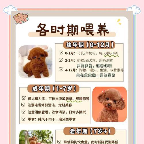 母泰迪绝育后康复时间及注意事项（了解母泰迪绝育后的康复过程，关注关键阶段和注意事项）