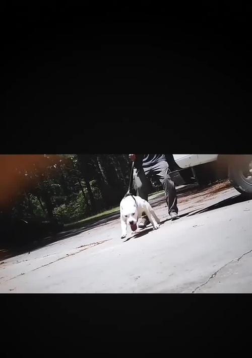阿根廷杜高犬（探寻阿根廷杜高犬的健康问题与特点）
