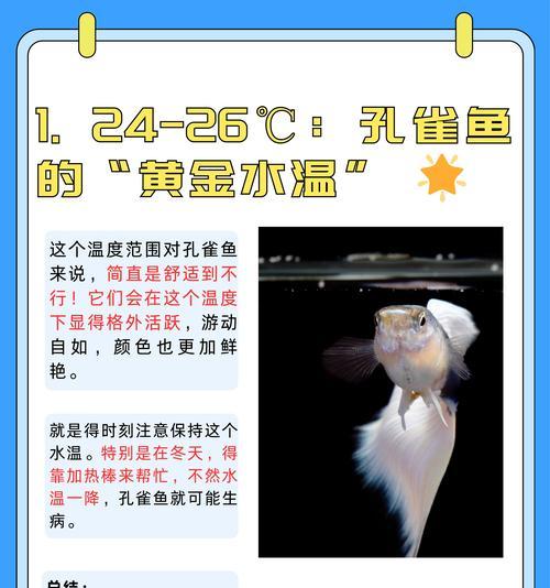 孔雀鱼的饲养技巧（如何正确饲养一对孔雀鱼）