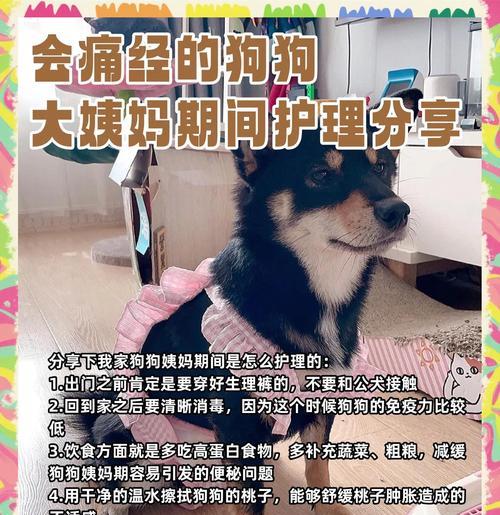 狗狗大姨妈周期揭秘——了解你的爱宠更多（了解狗狗的生理周期，给予细心照顾）