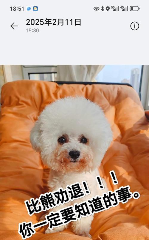 如何有效去除比熊泪痕和黄嘴毛问题？（教你解决办法，让你的比熊恢复清澈明亮的眼神和健康的毛色）