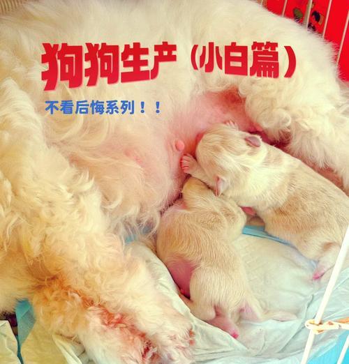 小狗狗的排便频率（小狗狗拉屎的时间间隔和注意事项）