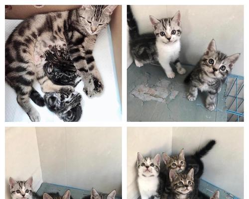 猫咪怀孕后多久生产？（探寻猫咪怀孕期的时间节点，了解生产预期）
