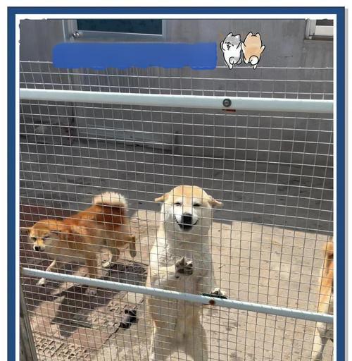 如何选择一只适合你的柴犬（五点要点教你挑选完美的柴犬）