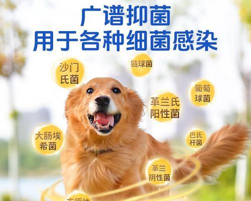 探索狗狗使用抗生素的合适选择和注意事项（狗狗抗生素应用指南及注意事项）