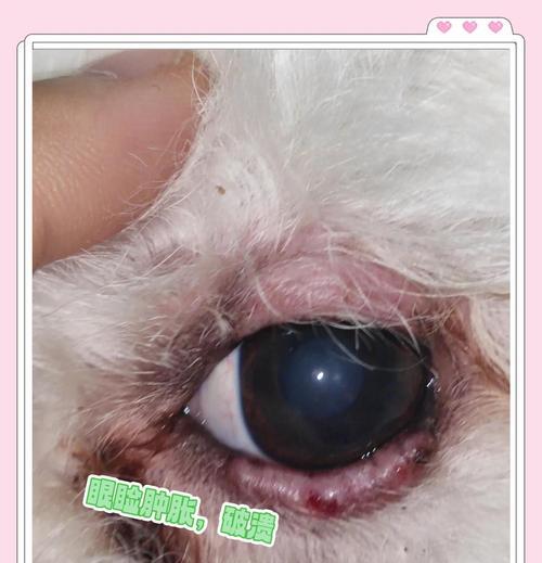比熊驱虫频率研究（了解比熊身体内外虫驱频率的重要性和注意事项）
