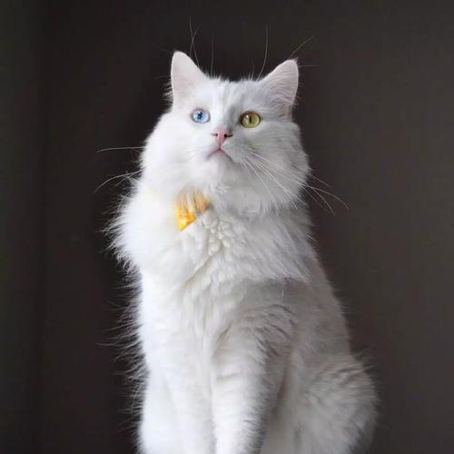 异色瞳的猫咪（探索波斯猫异色瞳的起源、特征和迷人之处）